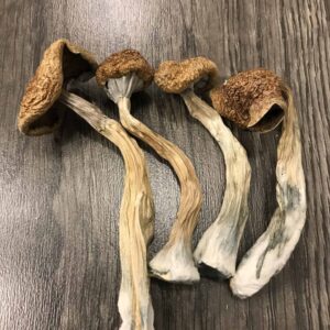 Buy African Transkei Cubensis Online